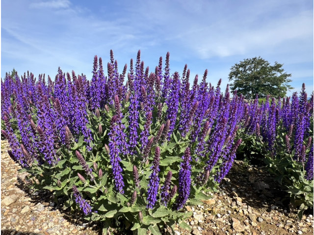 ６月２５日